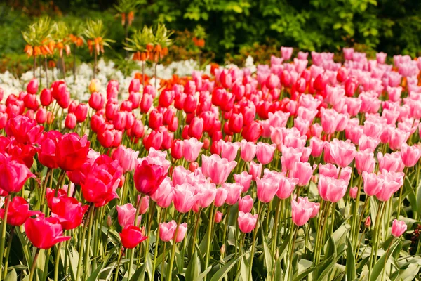 Colorful tulips in garden — Stock Photo, Image