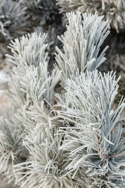 FIR tree med frost på nålar — Stockfoto