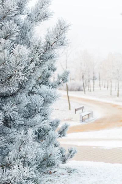 FIR tree med frost på nålar — Stockfoto