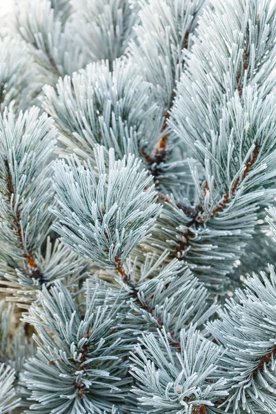 針に霜でモミの木 — ストック写真