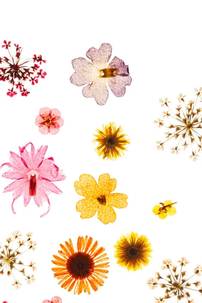 Flores secas de verão — Fotografia de Stock