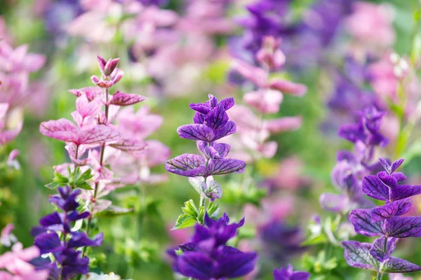 Flores púrpuras en el campo — Foto de Stock
