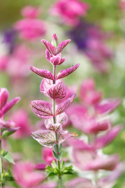 Фиолетовые цветы на поле — стоковое фото