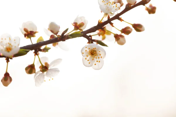 White cherry flowers — Stock Photo, Image