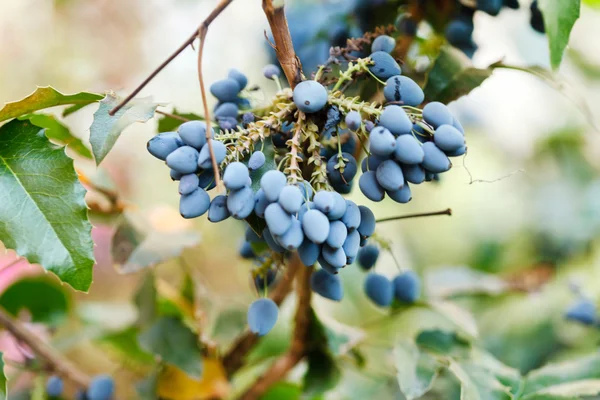 Bacche fresche blu — Foto Stock