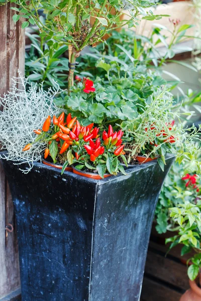 Blumen im Freien im Topf — Stockfoto