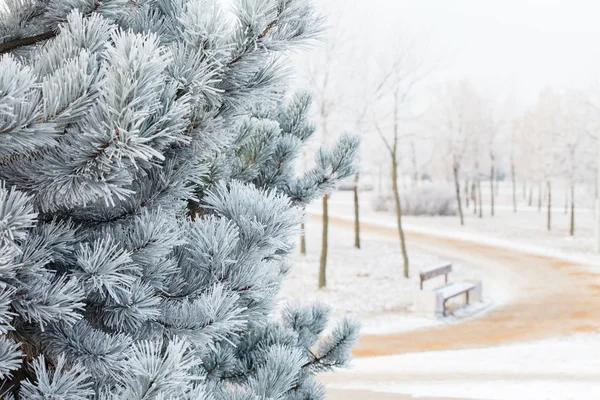 枞树与针上的霜 — 图库照片