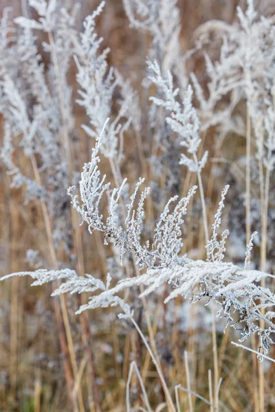 Droge planten in de sneeuw — Stockfoto