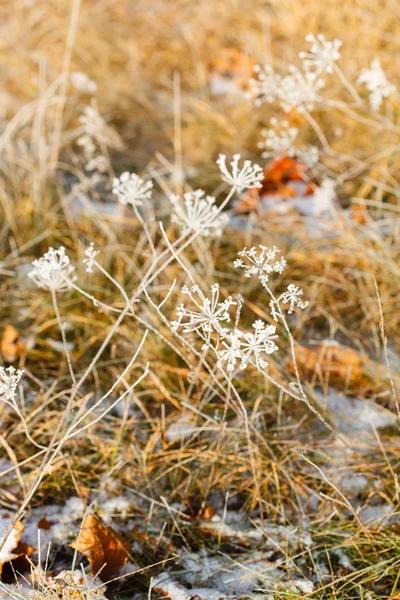 Torra växter i snö — Stockfoto