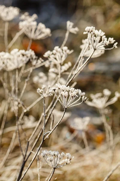 Dry plants in snow — Stock Photo, Image