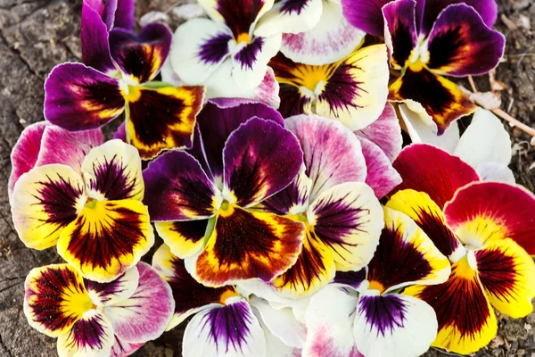 Different pansies — Stock Photo, Image