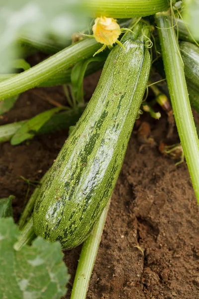 Zucchini no jardim — Fotografia de Stock