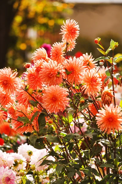 Coloridas flores de dalia — Foto de Stock