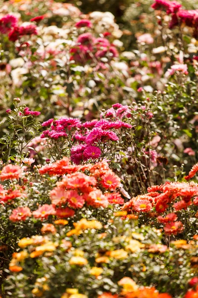 Chrysanthemum flowers in the garden — Stock Photo, Image