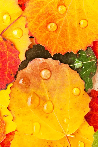 Hojas de otoño con gotas — Foto de Stock