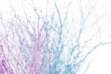 Mavi ağaç dallarında