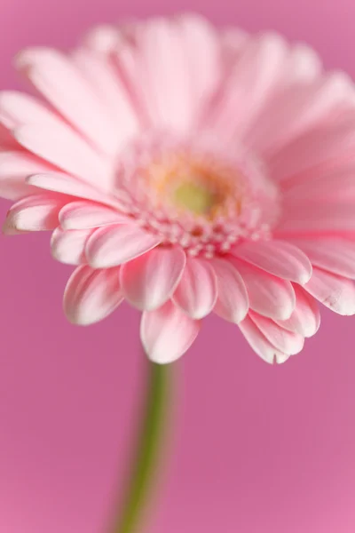 Rosa gerbera blomma — Stockfoto