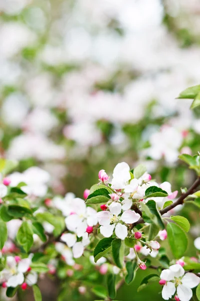 Flores de manzana rosa —  Fotos de Stock