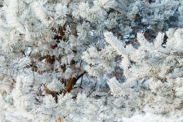 Fir tree met vorst op naalden — Stockfoto