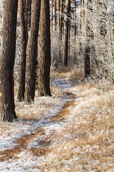 Carril en bosque de invierno —  Fotos de Stock