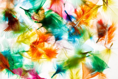 renkli tüyler arka plan