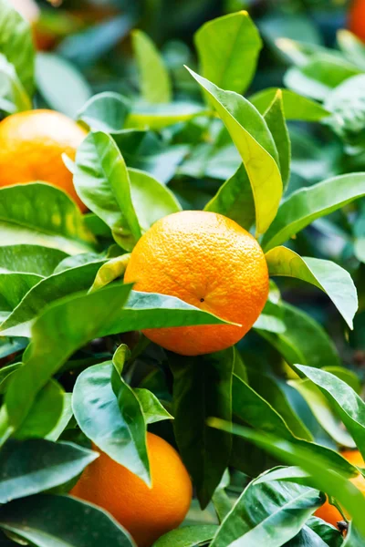 オレンジの木の小枝 — ストック写真