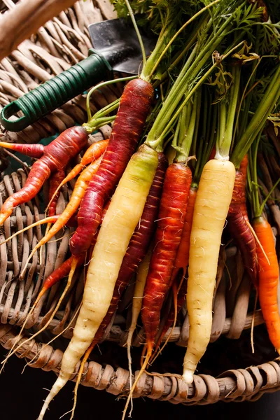 Different colorful carrots — Stock Photo, Image