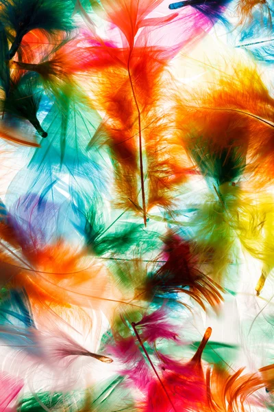 Colorful feathers background — Stock Photo, Image