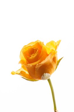 güzel Sarı Gül çiçek