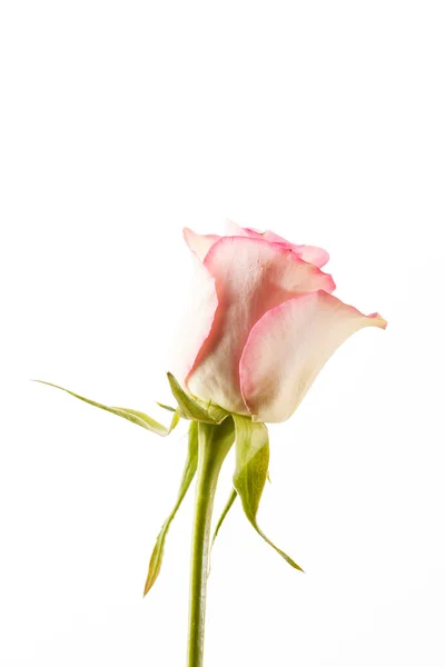 Vacker rosa ros blomma — Stockfoto