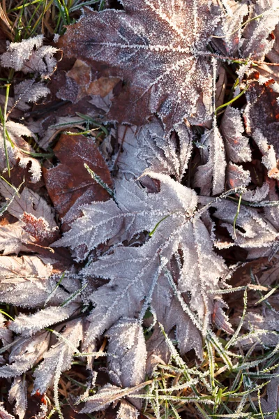 Foglie secche congelate — Foto Stock