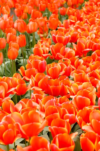 Orange tulips in garden — Stock Photo, Image