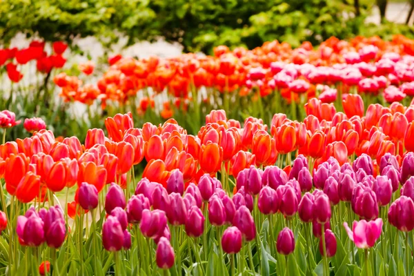 Barevné tulipány v zahradě — Stock fotografie