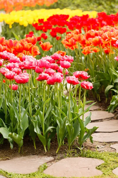 Barevné tulipány v zahradě — Stock fotografie