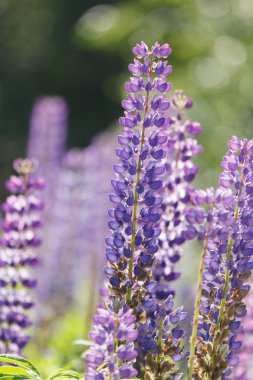 Vahşi mor lupines