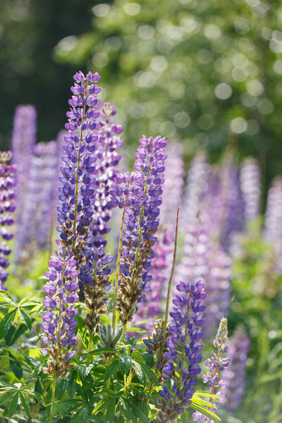 Wild purple lupines