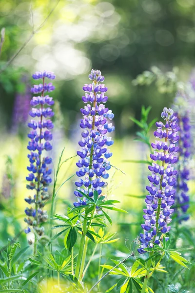 Wild purple lupines — Stock Photo, Image