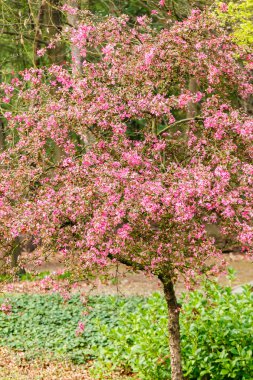 Pembe çiçek açan ağaç