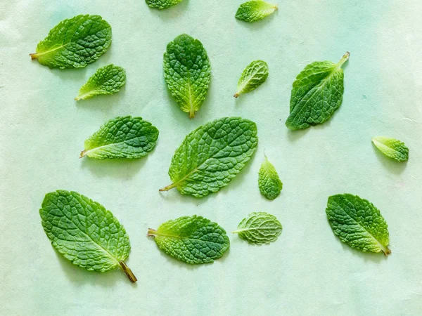 Foglie di menta fresca — Foto Stock