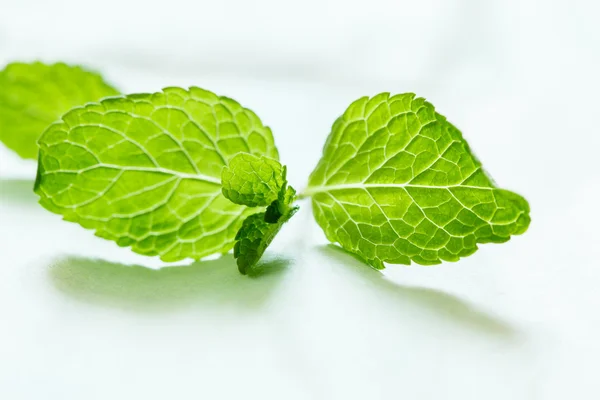 Hojas de menta fresca — Foto de Stock