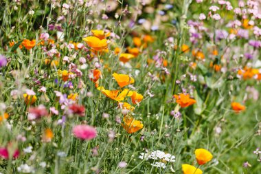 kır çiçekleri alan