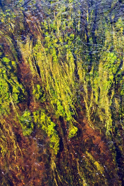 Algae in river — Stock Photo, Image