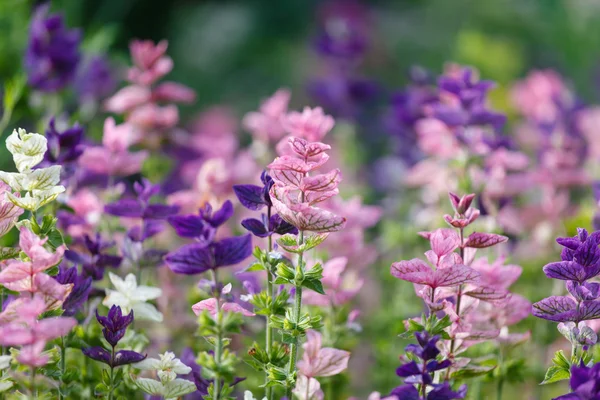 Purple flowers closeup — Stock Photo, Image