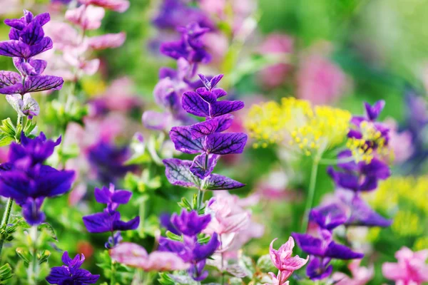 Closeup fialové květy — Stock fotografie