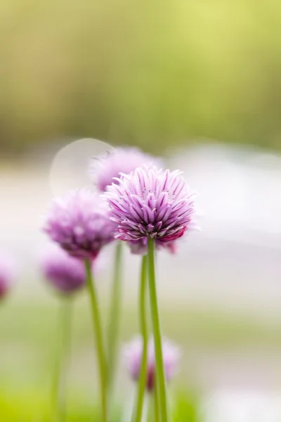 Paarse bloemen close-up — Stockfoto