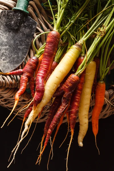 Fresh colorful carrots — Stock Photo, Image