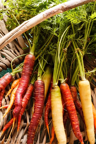 Fresh colorful carrots — Stock Photo, Image