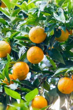 Meyveli portakal ağacı