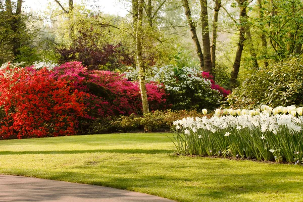 Flowers and grass in garden — Stock Photo, Image