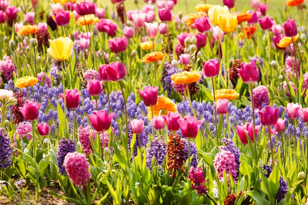 Bunte Tulpen im Garten — Stockfoto